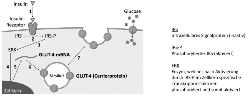Schematische Darstellung der Insulinwirkung: Aktivierung des Insulinrezeptors und Einbau von GLUT-4 zur Glucoseaufnahme.